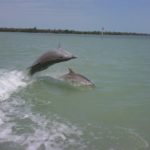 Dolphin Pair off Captiva. Captiva Fishing.