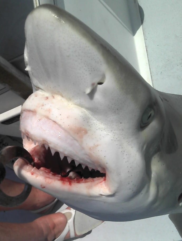 Shark Closeup, Catch & Release, Sanibel Fishing & Captiva Fishing, Saturday, 9-18-15 ~ #Sanibel #Captiva.