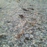 Hurricane Irma, Power Back On, Shelling , Sanibel Fishing & Captiva Fishing, Sanibel Island, Thursday, September 14, 2017.