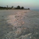 Hurricane Irma, Power Still Out, But Back On Water Fishing, Shelling Very Good, Cayo Costa North Captiva, Sanibel Fishing & Captiva Fishing, Sanibel Island, Wednesday, September 13, 2017.