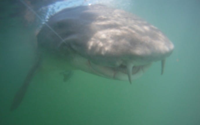 Nurse Shark Off Sanibel Island, under water photo with GoPro cam.
