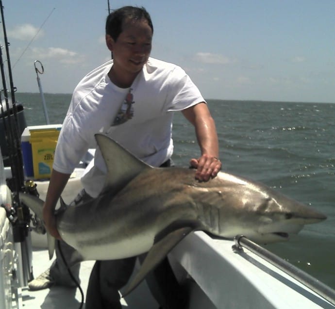 Huge Spinner shark caught offshore of Captiva
