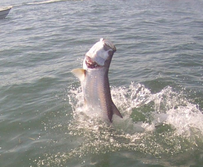Captiva Fishing, Tarpon Jumping, 4-22-15, Sanibel Fishing & Captiva Fishing & Fort Myers Fishing Charters & Guide Service.