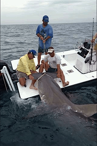 16 ft. Hammerhead Shark, Boca Grande Pass, 2010, Sanibel Island Fishing.