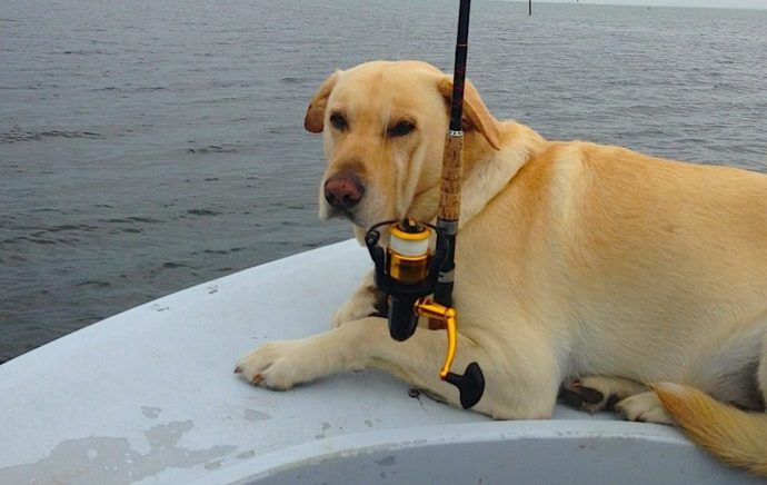 Hank, Tarpon Fishing, April 25, Sanibel & Captiva Islands & Fort Myers Charters & Fishing Guide Service.