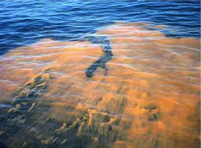 Red Tide Photo from Web, Sanibel & Captiva Islands & Fort Myers Charters & Fishing Guide Service.