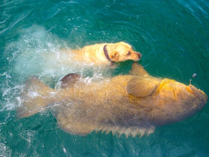 400 pound Goliath Grouper caught offshore of Captiva, Sanibel & Captiva Islands & Fort Myers Charters & Fishing Guide Service.