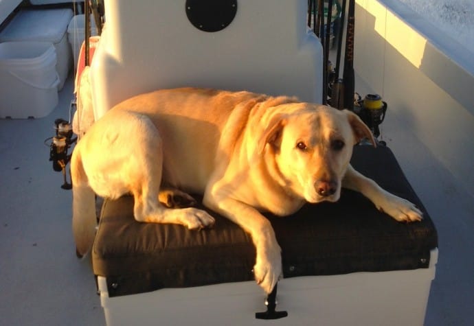 Hank enjoying the ride, Sanibel & Captiva Islands & Fort Myers Charters & Fishing Guide Service.