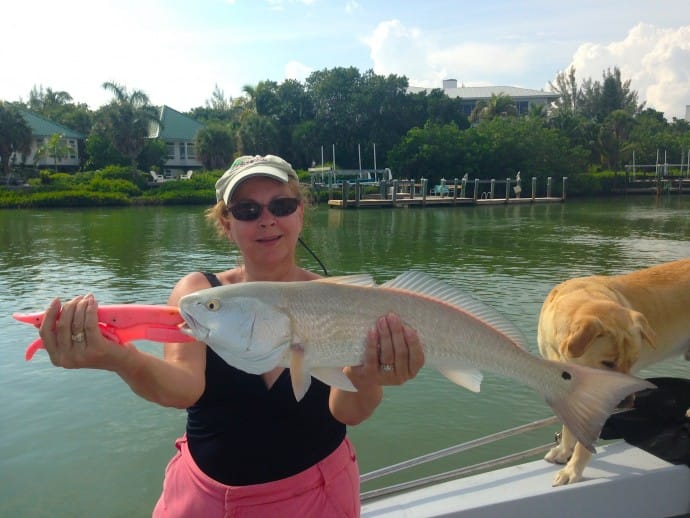 Redfish caught in Blind Pass, Sanibel & Captiva Islands & Fort Myers Charters & Fishing Guide Service.