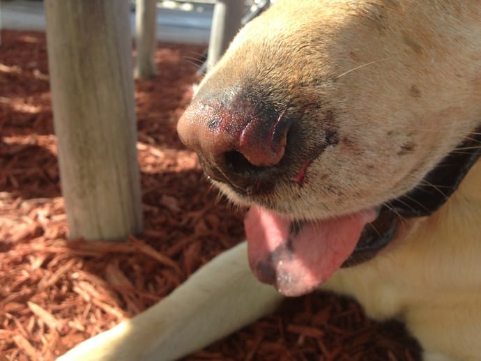 Hank, After Shark Bite On Nose, Sanibel & Captiva Islands & Fort Myers Charters & Fishing Guide Service.