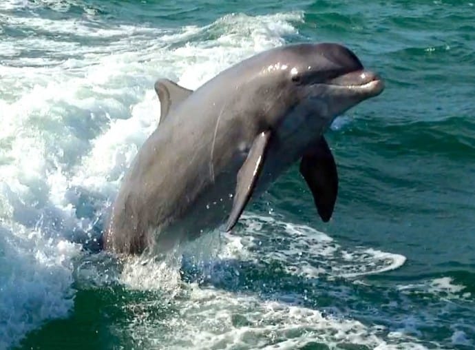 Bottlenose dolphin jumping inshore of Sanibel, Sanibel & Captiva Islands & Fort Myers Charters & Fishing Guide Service.