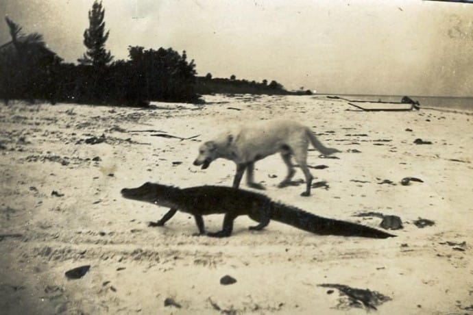 Yellow Lab & Alligator, Captiva Island, Photo Credit - Captiva Historical Society