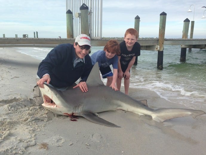 Sandbar Shark, File Photo, Monday, 12-14-15, Sanibel & Captiva Islands & Fort Myers Charters & Fishing Guide Service.