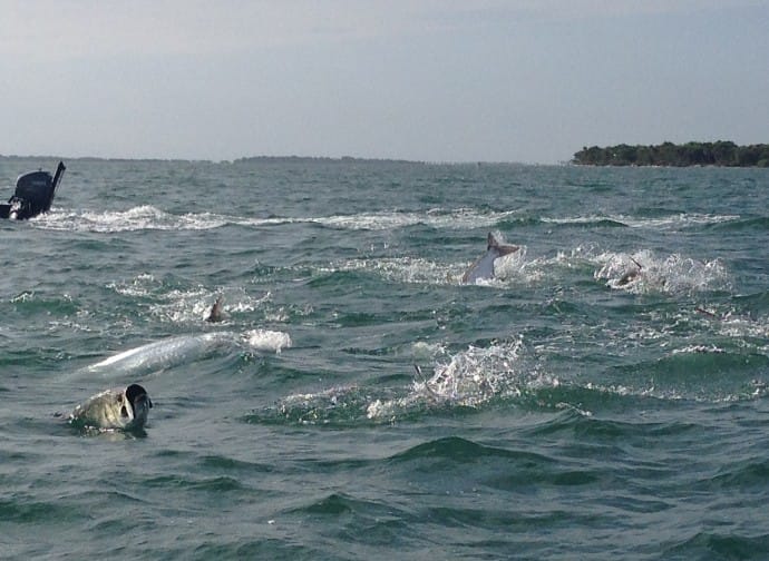 Tarpon Rolling, Sunday, May 6, 2018, File Photo, Sanibel Fishing & Captiva Fishing & Fort Myers Fishing Charters & Guide Service.