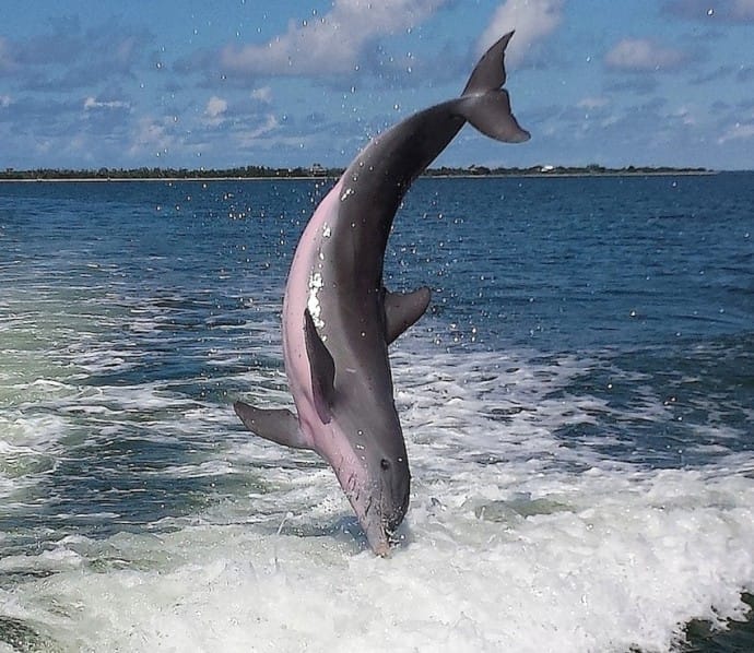 Played With Dolphins, Sanibel Fishing & Captiva Fishing, Sanibel Island, Monday, August 28, 2017.