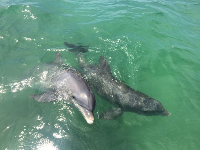 Dolphins, 4-8-15, Sanibel Fishing & Captiva Fishing & Fort Myers Fishing Charters & Guide Service.