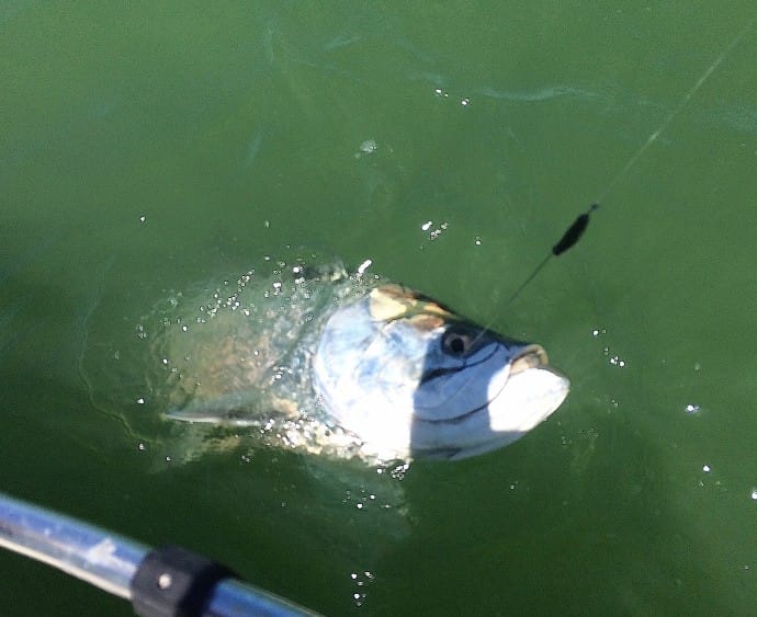 Captiva Fishing, Tarpon, Saturday, 5-16-15, Sanibel Fishing & Captiva Fishing & Fort Myers Fishing Charters & Guide Service.
