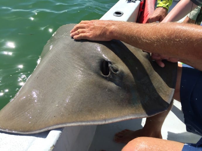 Sanibel Fishing & Captiva Fishing, Sunday, 6-28-15, Stingray, Catch & Release ~ #Sanibel #Captiva