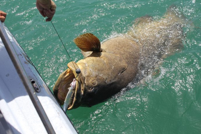 Big Goliath Grouper, Sanibel Fishing & Captiva Fishing, Monday, 7-20-15 ~ #Sanibel #Captiva.
