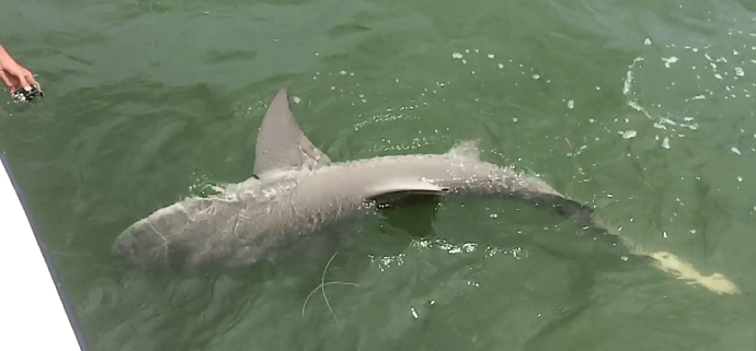 Big Lemon Shark, Sanibel Fishing & Captiva Fishing, November 9, 2017, [File Photo -Saturday, 7-18-15].