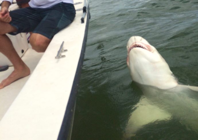 Big Lemon Shark, Catch & Release, Sanibel Fishing & Captiva Fishing, November 9, 2017, [File Photo -Saturday, 7-18-15].