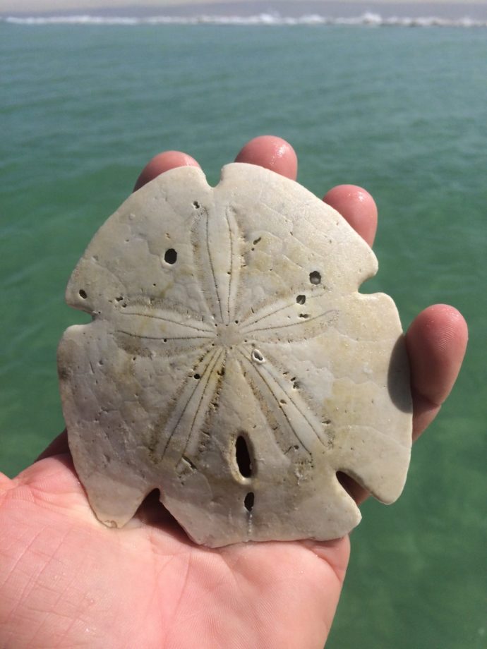 Shelling, Cayo Costa, Sanibel Fishing & Captiva Fishing, Tuesday, 7-7-15. ~ #Sanibel #Captiva.