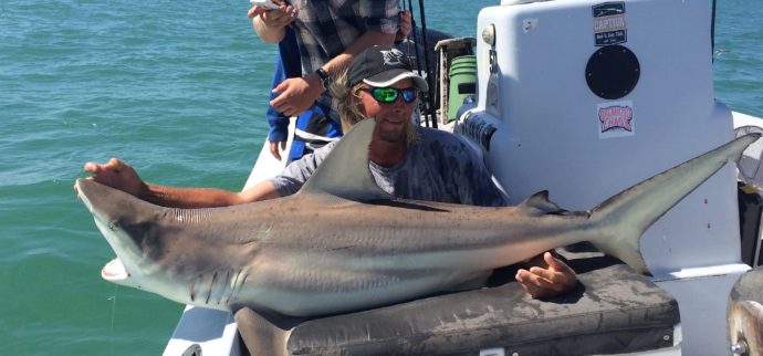 Big Blacktip Shark 2, Sanibel Fishing & Captiva Fishing, Tuesday, 8-25-15 ~ #Sanibel #Captiva.