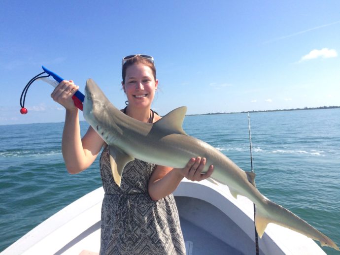 Blacknose Shark, Catch & Release, Sanibel Fishing & Captiva Fishing, Thursday, 8-27-15 ~ #Sanibel #Captiva.