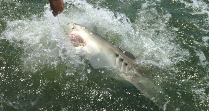 Feisty Shark 2, Sanibel Fishing & Captiva Fishing, Sunday, 8-16-15 ~ #Sanibel #Captiva.