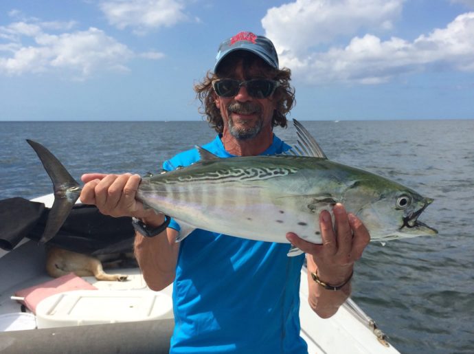 False Albacore Tuna, Bonita, Sanibel Fishing & Captiva Fishing, Sunday, 10-25-15 ~ #Sanibel #Captiva.