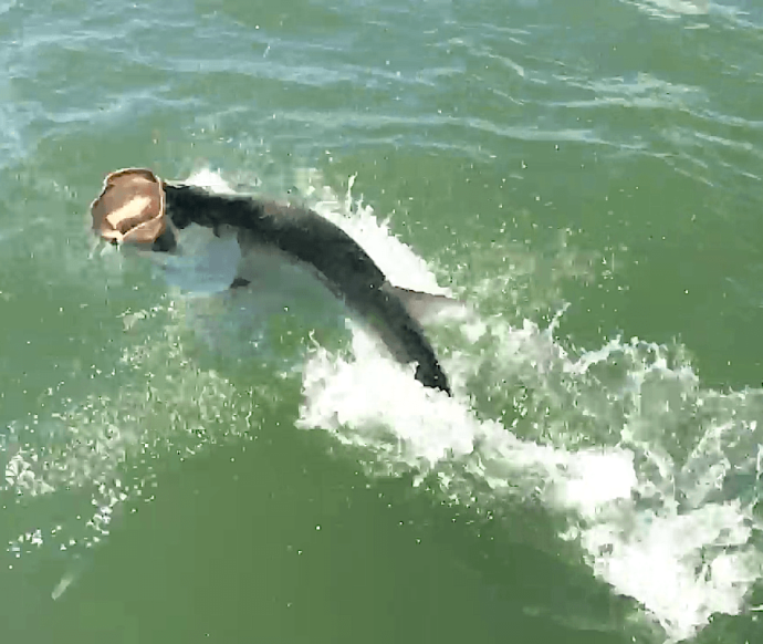 Tarpon Jumping, Sanibel Fishing & Captiva Fishing, Sanibel Island, Saturday, June 24, 2017. File Photo.
