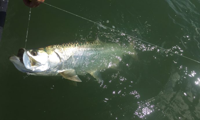 Early October Tarpon Fishing, Sanibel Fishing & Captiva Fishing, Friday, 10-9-15 ~ #Sanibel #Captiva.