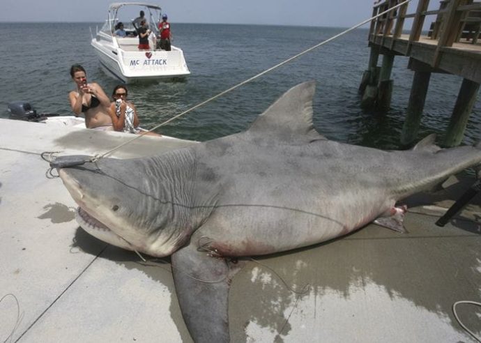 Huge Bull Shark, Sanibel Fishing & Captiva Fishing, Friday, 10-16-15 ~ #Sanibel #Captiva.