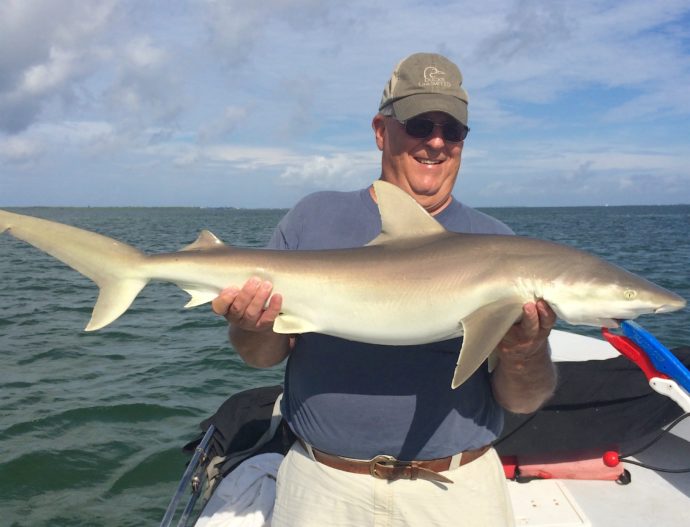 Blacknose Shark, Sanibel Fishing & Captiva Fishing, Monday, 11-9-15 ~ #Sanibel #Captiva.