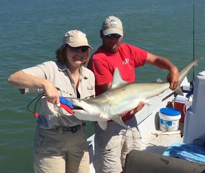 Big Blacktip Shark, Sanibel Fishing & Captiva Fishing, Thursday, 11-12-15 ~ #Sanibel #Captiva.