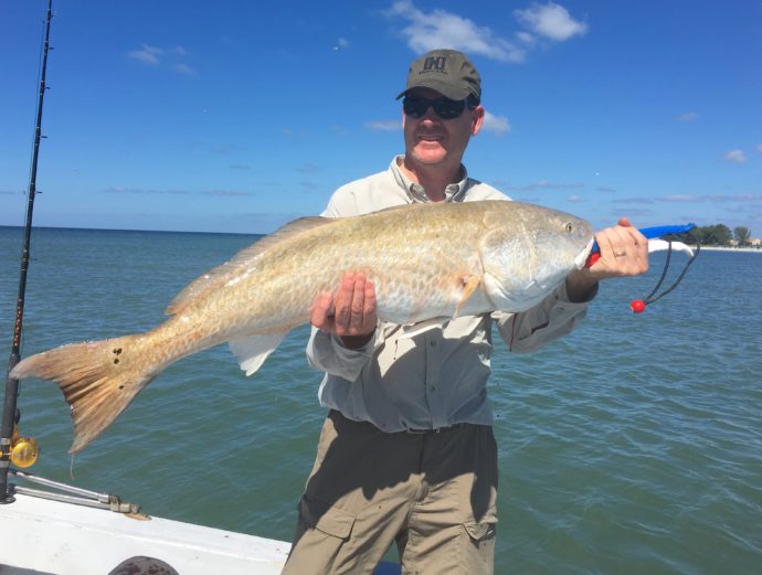 Redfish, Oyster Bars, Sanibel Fishing & Captiva Fishing, Sanibel Island, Thursday, August 31, 2017. File Photo.