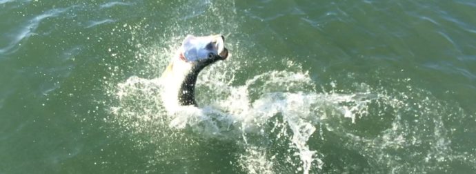 Tarpon Coming Up, Tarpon Fishing In November, Sanibel Fishing & Captiva Fishing, Friday, 11-6-15 ~ #Sanibel #Captiva.
