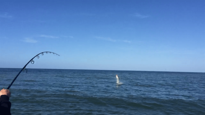 Thanksgiving Day Tarpon Fishing, Sanibel Fishing & Captiva Fishing, Saturday, 11-28-15 ~ #Sanibel #Captiva.