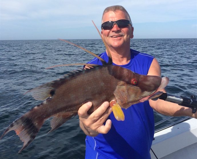 Hogfish, Sanibel Fishing & Captiva Fishing, Thursday, 12-17-15 ~ #Sanibel #Captiva.