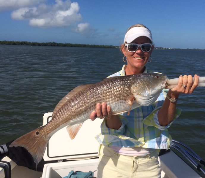 Redfish, Sanibel Fishing & Captiva Fishing, Thursday, 12-31-15 ~ #Sanibel #Captiva.