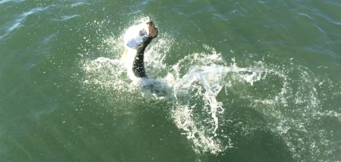 Tarpon, Sanibel Fishing & Captiva Fishing, Thanksgiving Weekend, Tuesday, 12-1-15 ~ #Sanibel #Captiva.