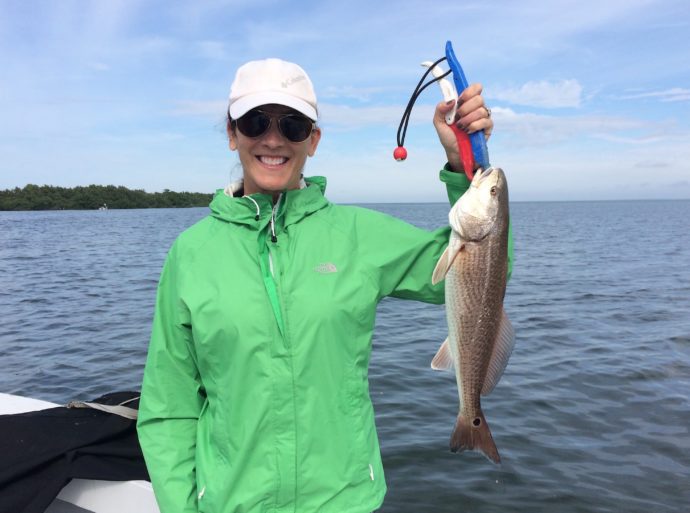 Redfish, Sanibel Fishing & Captiva Fishing, Tuesday, 1-12-16 ~ #Sanibel #Captiva.