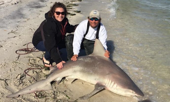 Sandbar Shark, South Seas Resort, Redfish Pass, Sanibel Fishing & Captiva Fishing, Wednesday, 1-6-16 ~ #Sanibel #Captiva.