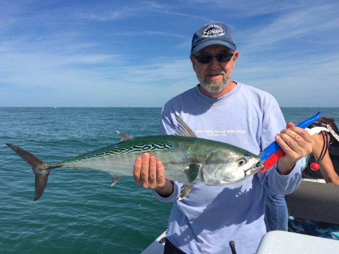 Bonita, Bonito, False Albacore Tuna, Sanibel Fishing & Captiva Fishing, Tuesday, 2-16-16 ~ #Sanibel #Captiva.