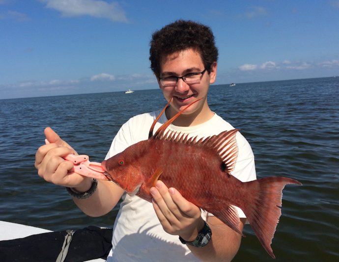 Hogfish or Hog Snapper, Sanibel Fishing & Captiva Fishing, Tuesday, 2-2-16 ~ #Sanibel #Captiva.