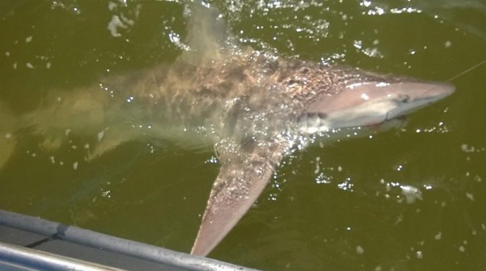 Sandbar Shark, Inshore, Catch & Release, Sanibel Fishing & Captiva Fishing, Thursday, March 10, 2016 ~ #Sanibel #Captiva.