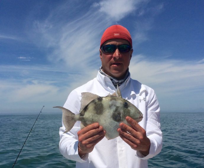 Triggerfish, Sanibel Fishing & Captiva Fishing, Saturday, March 19, 2016 ~ #Sanibel #Captiva.
