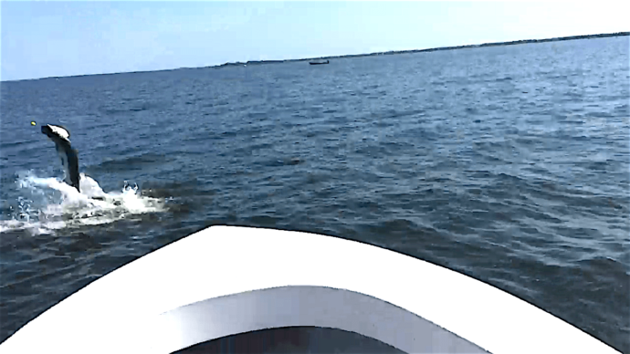 Tarpon, Sanibel Fishing & Captiva Fishing, Friday, April 29, 2016.