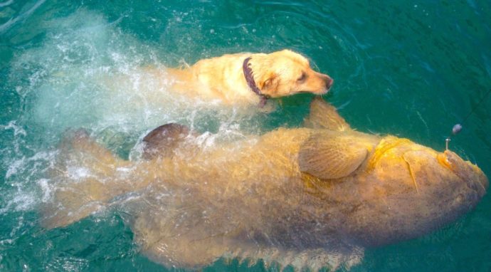 Hank & Goliath Grouper, Sanibel Fishing & Captiva Fishing, Friday, July 14, 2017. File Photo.