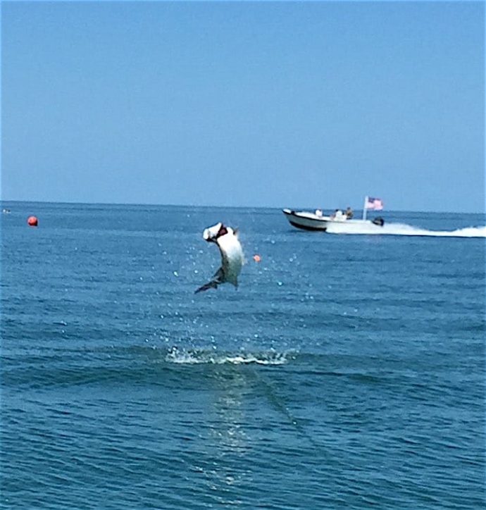 Big Tarpon 3, Memorial Day, Sanibel Fishing & Captiva Fishing, Monday, May 30, 2016.